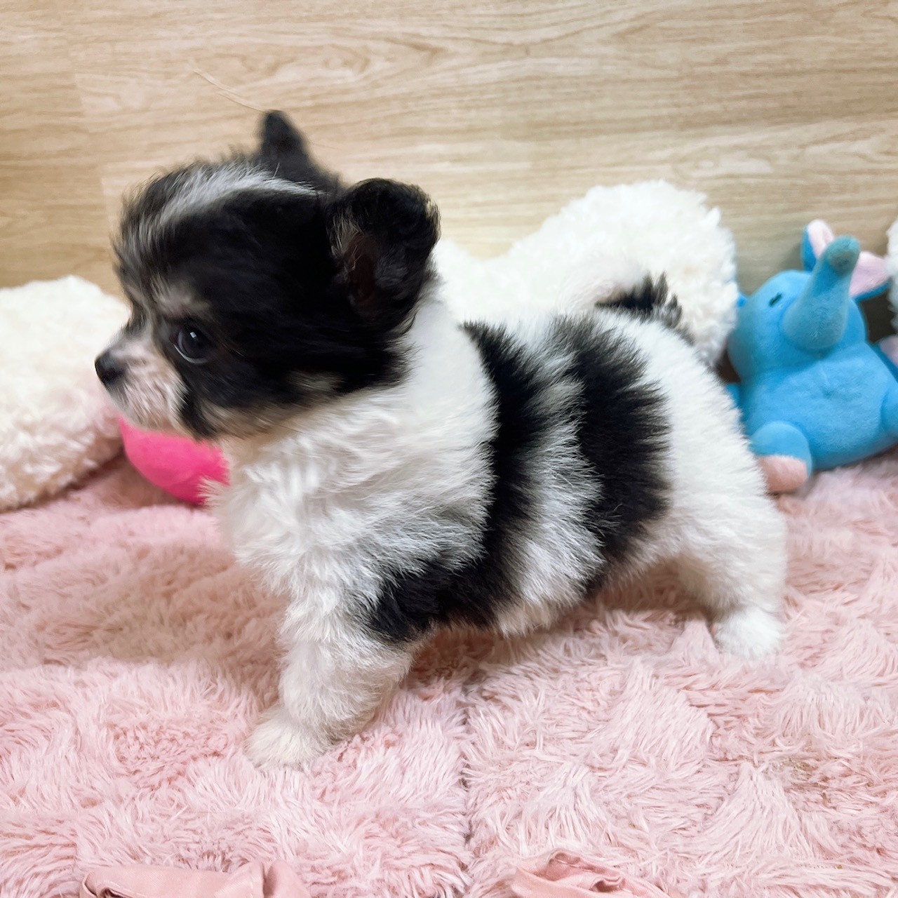 大阪府のハーフ犬・ミックス犬 (犬の家＆猫の里そよら東岸和田店/2026年4月15日生まれ/女の子/ブラックタンホワイト)の子犬の3枚目の画像