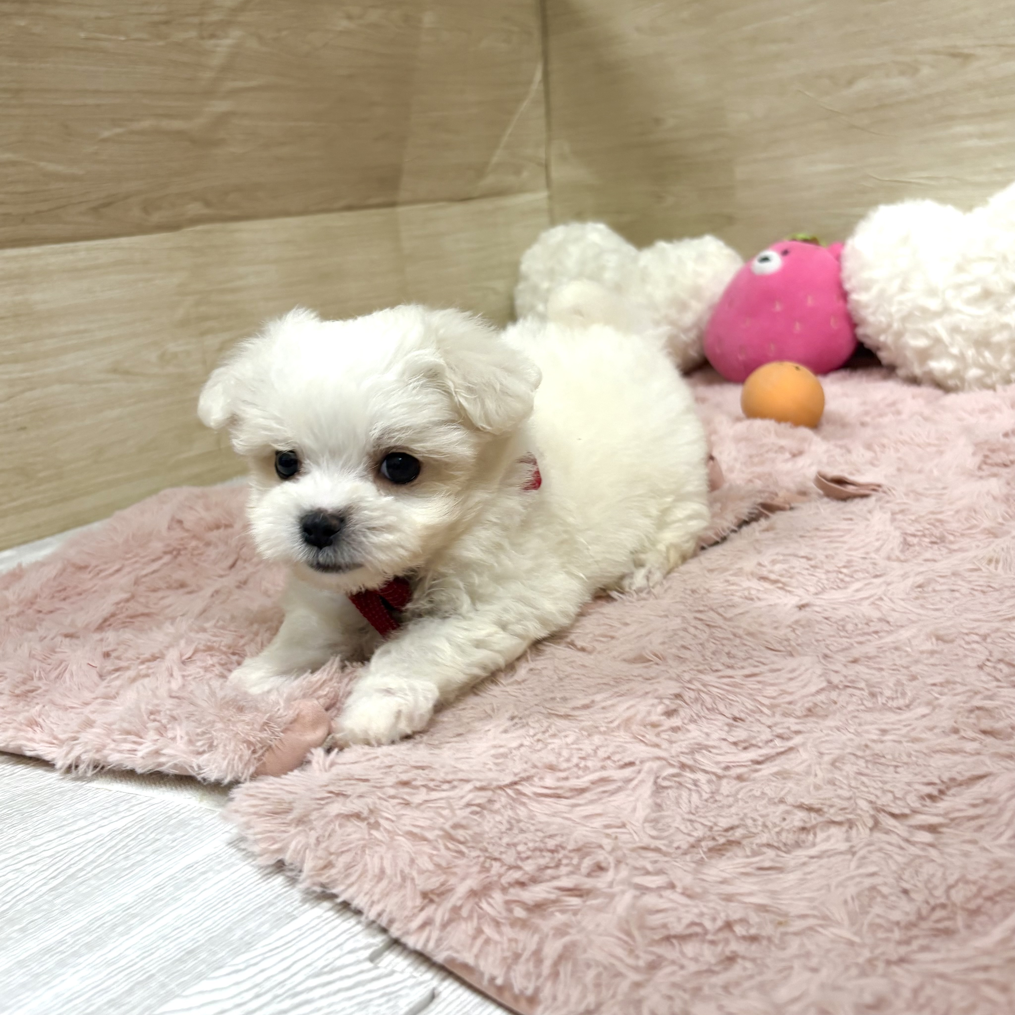 大阪府のハーフ犬・ミックス犬 (犬の家＆猫の里そよら東岸和田店/2026年4月14日生まれ/女の子/ホワイト)の子犬の3枚目の画像