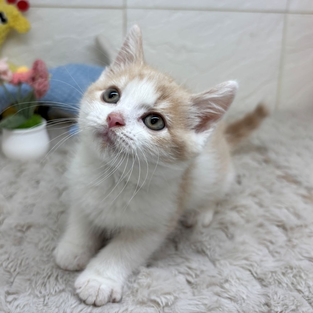兵庫県のスコティッシュフォールド (犬の家＆猫の里ゆめタウン姫路店/2026年4月15日生まれ/男の子/クリームタビーホワイト)の子猫の3枚目の画像