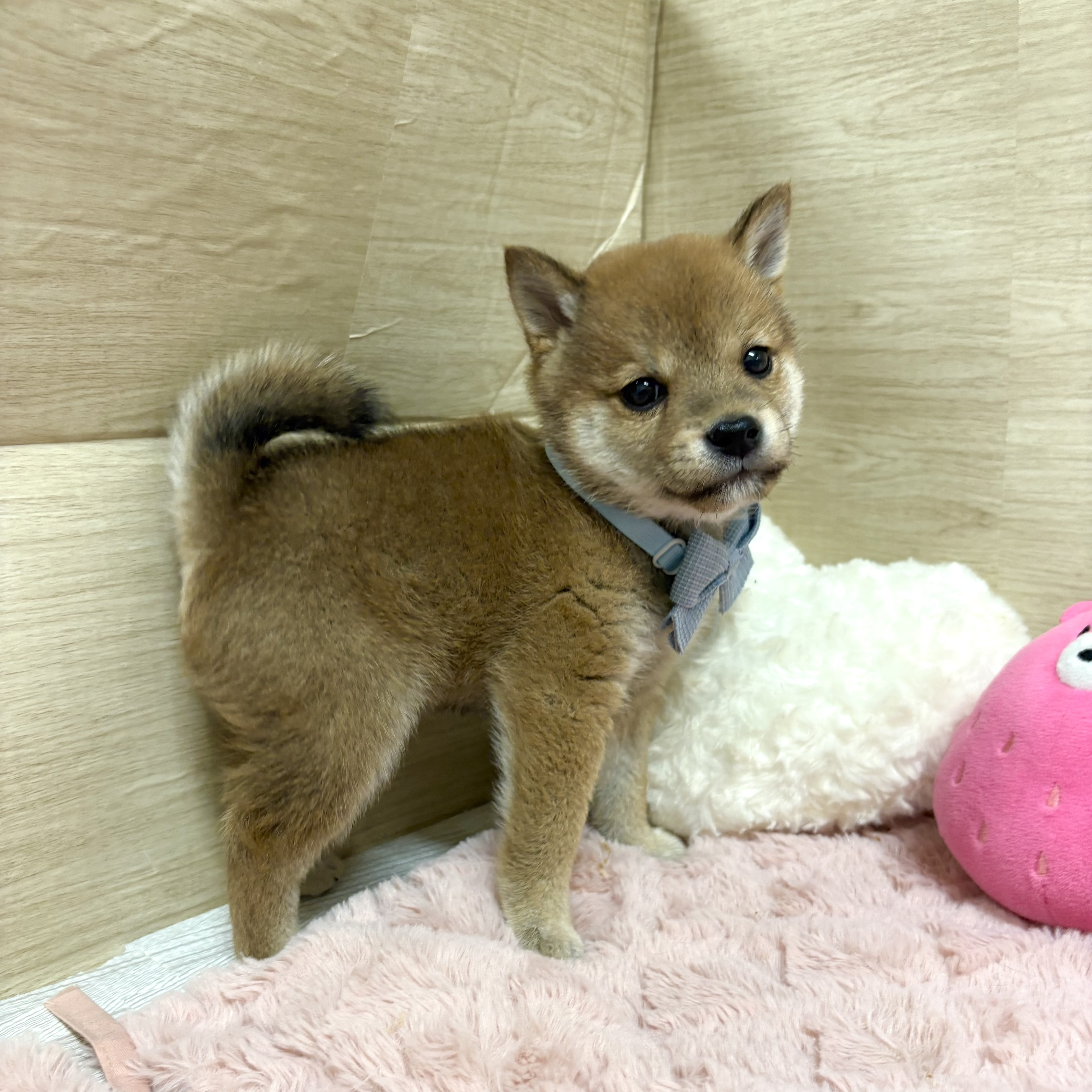 大阪府の豆柴 (犬の家＆猫の里そよら東岸和田店/2026年4月13日生まれ/男の子/赤)の子犬の3枚目の画像