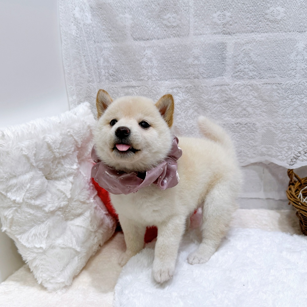 滋賀県の柴犬(標準サイズ) (犬の家＆猫の里長浜店/2026年4月5日生まれ/女の子/白)の子犬の3枚目の画像