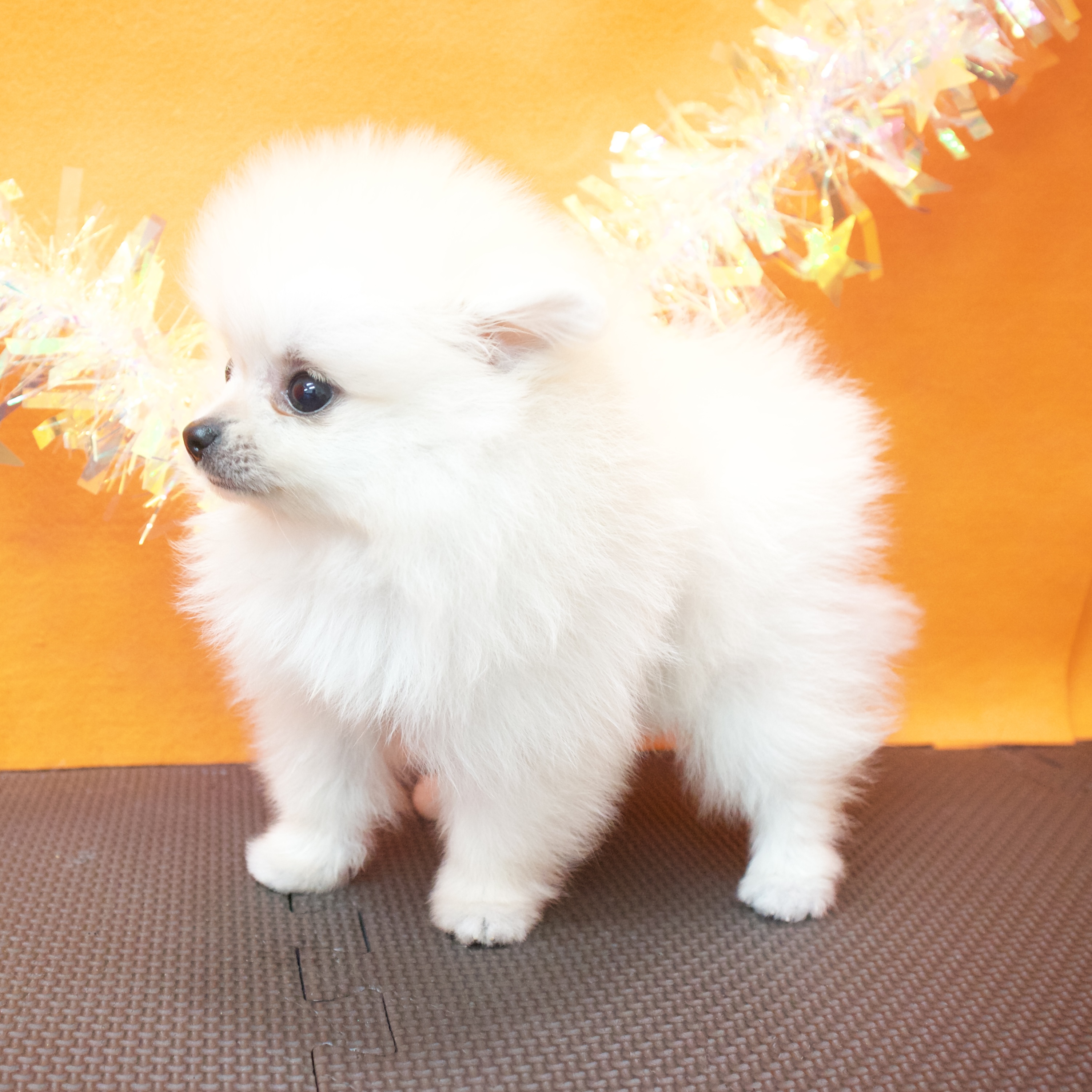 大阪府のポメラニアン (犬の家＆猫の里吹田店/2026年4月14日生まれ/男の子/クリーム)の子犬の3枚目の画像
