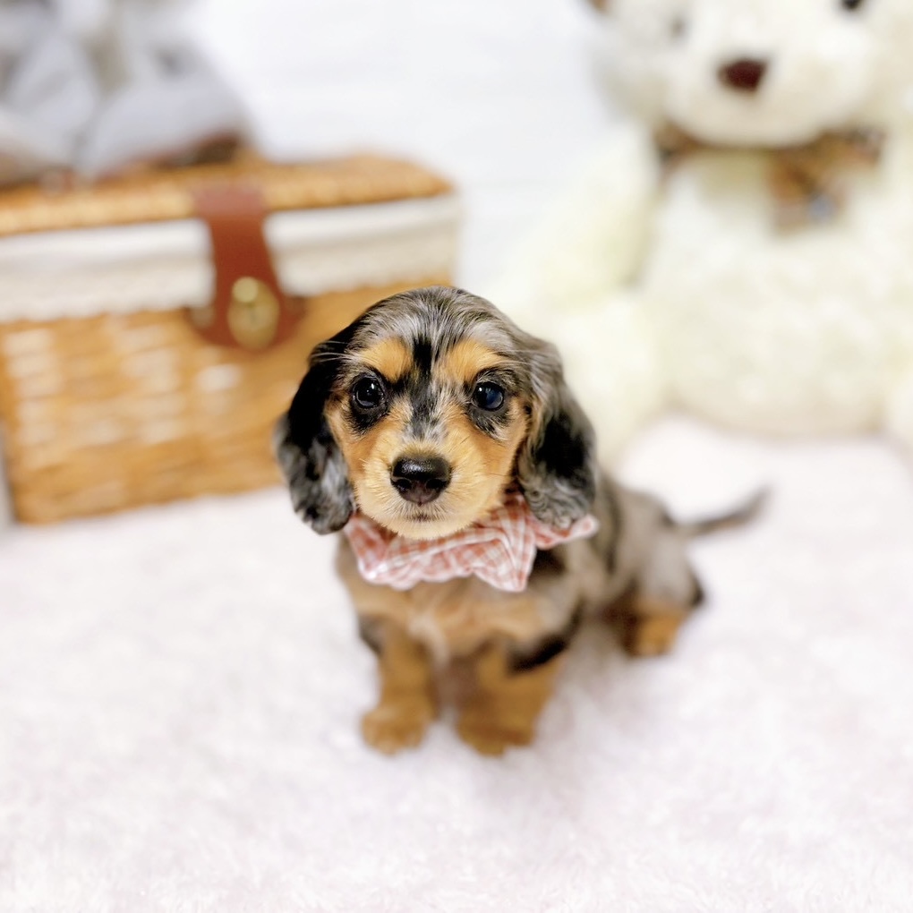 滋賀県のミニチュアダックスフンド(ロング) (犬の家＆猫の里近江八幡店/2026年4月14日生まれ/女の子/シルバーダップル)の子犬の3枚目の画像
