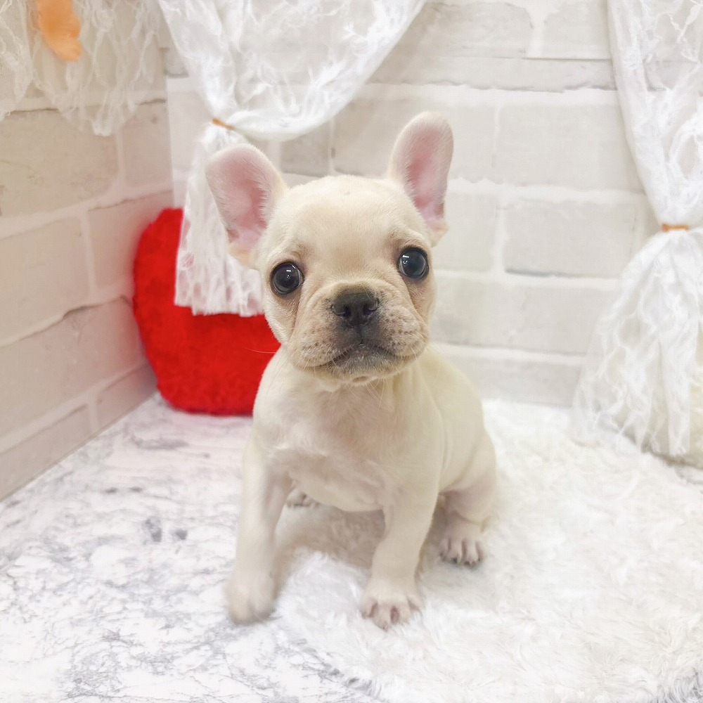 京都府のフレンチブルドッグ (犬の家＆猫の里京都精華店/2026年4月14日生まれ/女の子/クリーム)の子犬の3枚目の画像