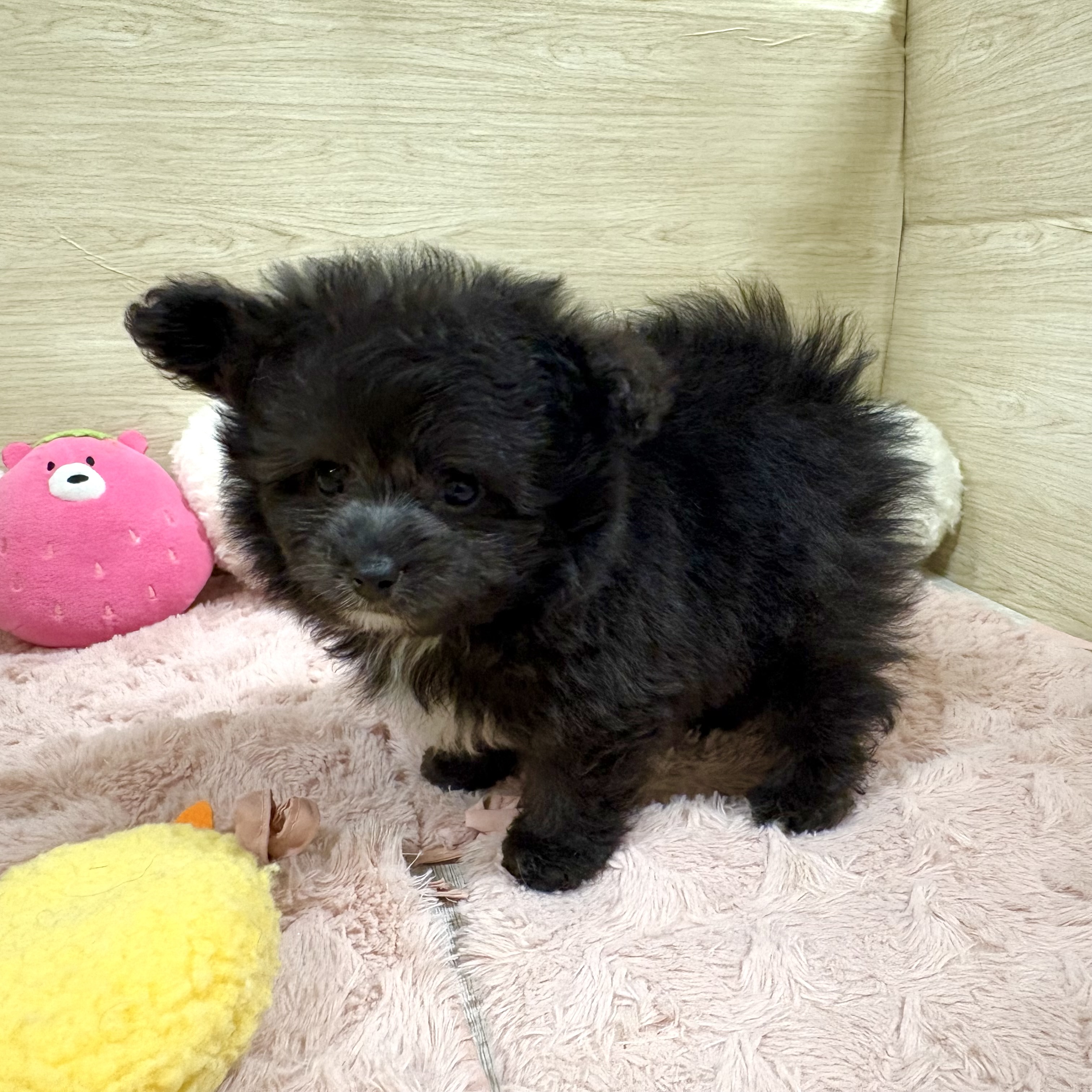 大阪府のポメプー(ポメラニアン×プードル) (犬の家＆猫の里そよら東岸和田店/2026年4月16日生まれ/男の子/シルバーホワイト)の子犬の3枚目の画像