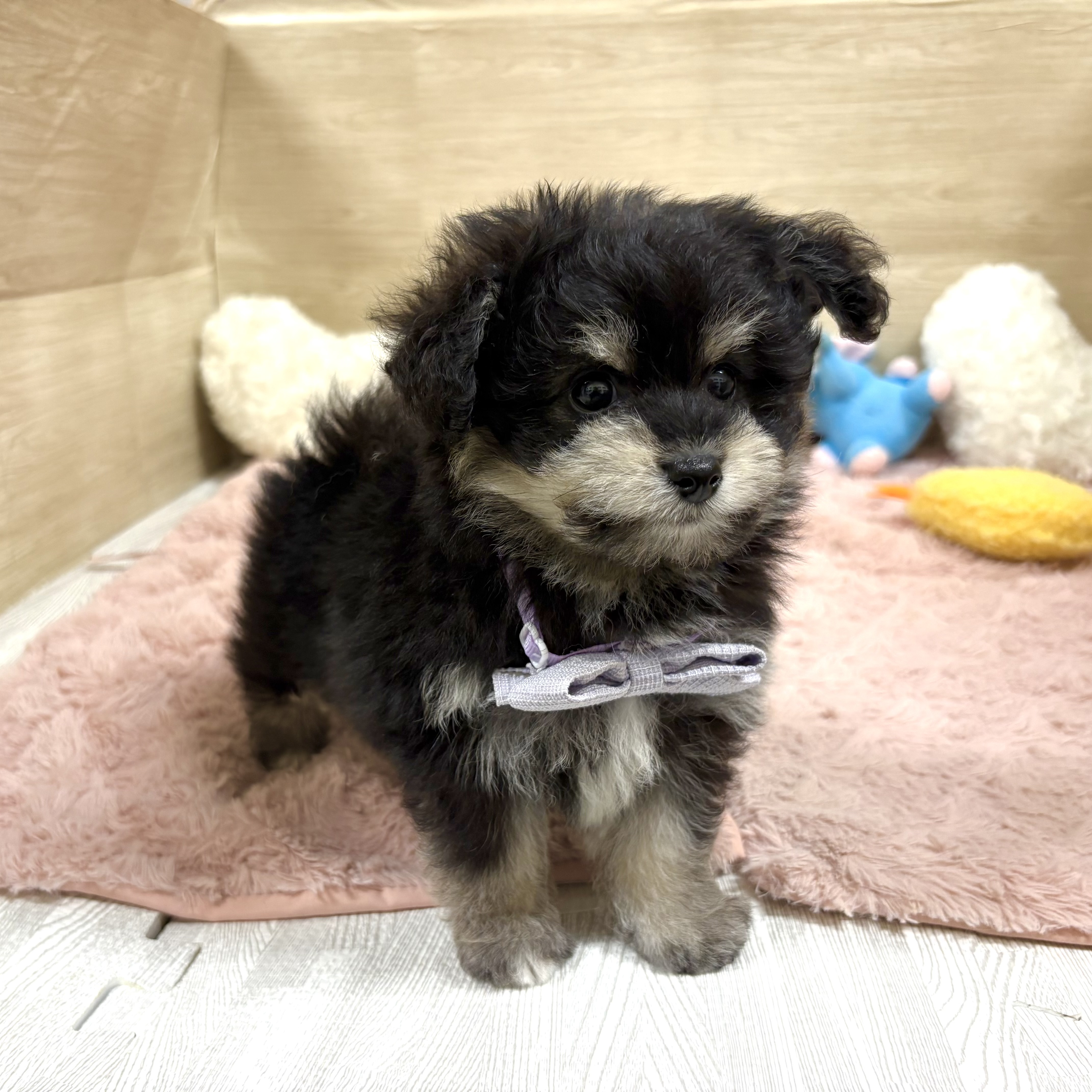 大阪府のポメプー(ポメラニアン×プードル) (犬の家＆猫の里そよら東岸和田店/2026年4月16日生まれ/男の子/ブラックタン)の子犬の3枚目の画像