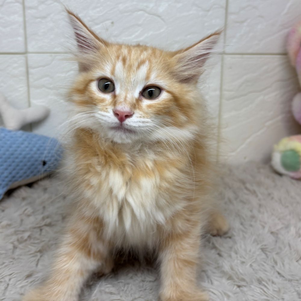 兵庫県のノルウェージャンフォレストキャット (犬の家＆猫の里ゆめタウン姫路店/2026年4月16日生まれ/男の子/レッドタビー)の子猫の3枚目の画像