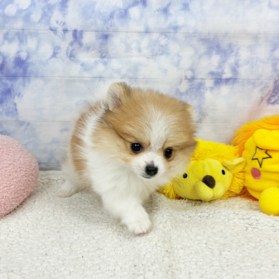 兵庫県のポメラニアン (犬の家＆猫の里川西店/2026年4月14日生まれ/男の子/パーティーカラー)の子犬の3枚目の画像