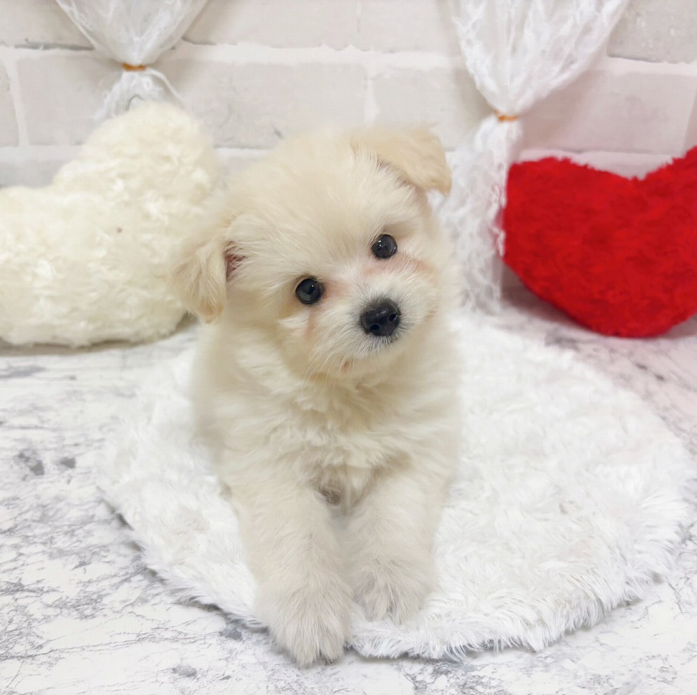 京都府のポメプー(ポメラニアン×プードル) (犬の家＆猫の里京都精華店/2026年4月16日生まれ/男の子/ホワイト)の子犬の3枚目の画像