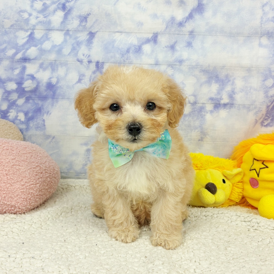 兵庫県のマルプー(マルチーズ×プードル) (犬の家＆猫の里川西店/2026年4月15日生まれ/男の子/クリーム)の子犬の3枚目の画像