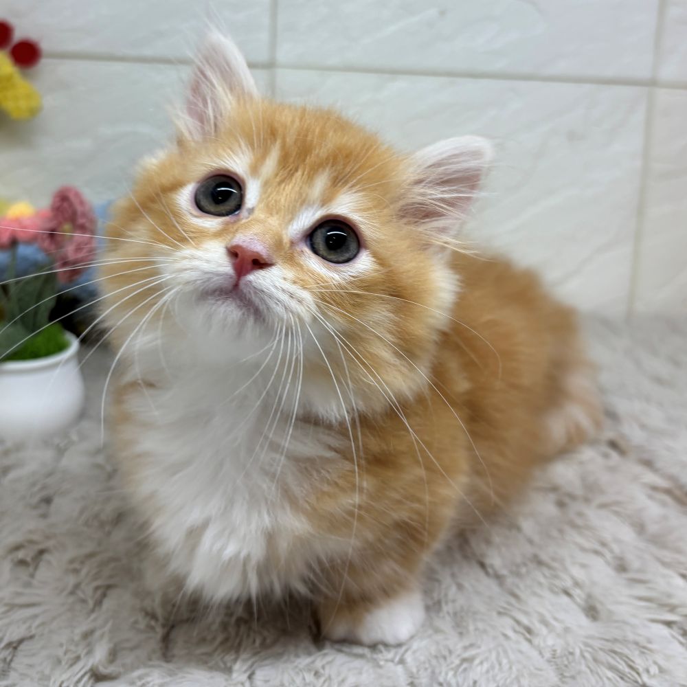 兵庫県のミヌエット (犬の家＆猫の里ゆめタウン姫路店/2026年4月13日生まれ/男の子/レッドタビーホワイト)の子猫の3枚目の画像