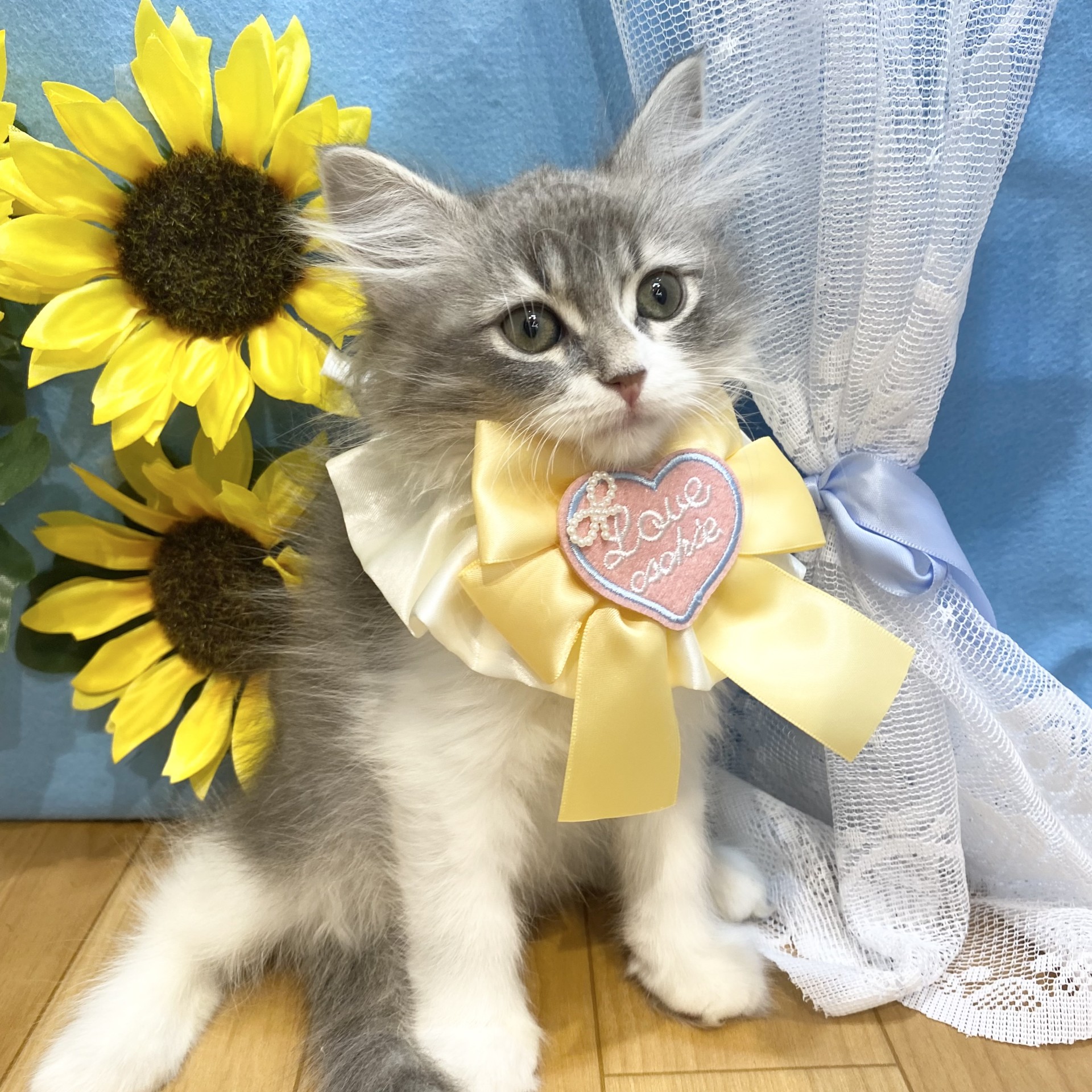 長野県のサイベリアン (犬の家＆猫の里カインズ梓川店/2026年4月4日生まれ/女の子/ブルータビーホワイト)の子猫の3枚目の画像