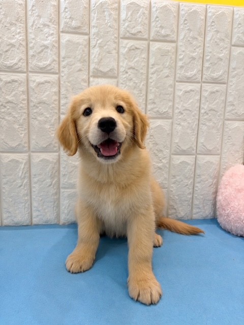 子犬の詳細情報 (岡山県/2026年4月18日生まれ/女の子/ゴールデン