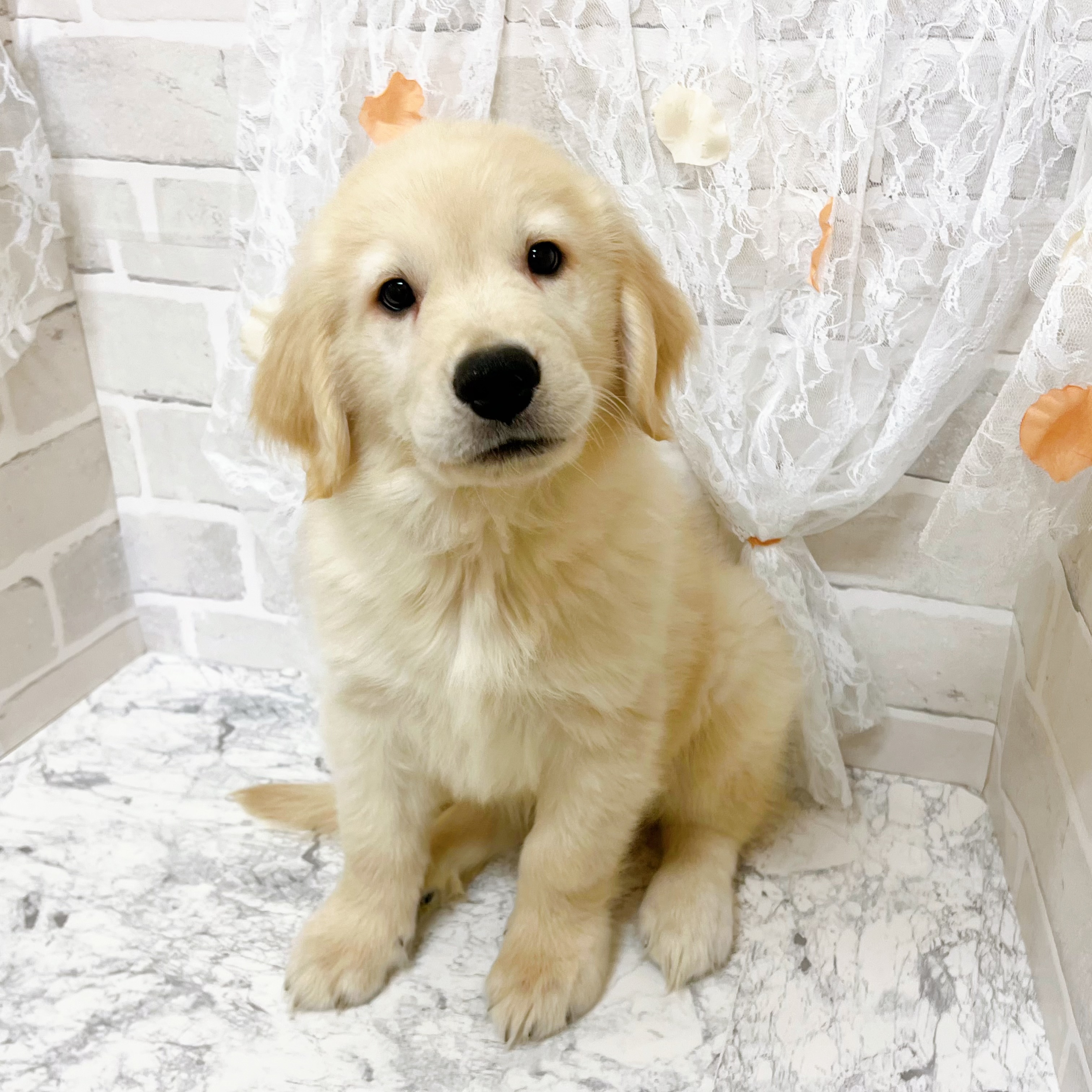 京都府のゴールデンレトリバー (犬の家＆猫の里京都精華店/2026年4月18日生まれ/男の子/ゴールデン)の子犬の3枚目の画像