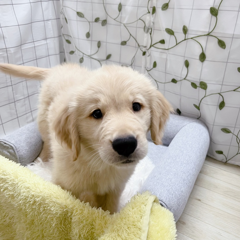 長野県のゴールデンレトリバー (犬の家＆猫の里塩尻店/2026年4月18日生まれ/男の子/ゴールデン)の子犬の3枚目の画像