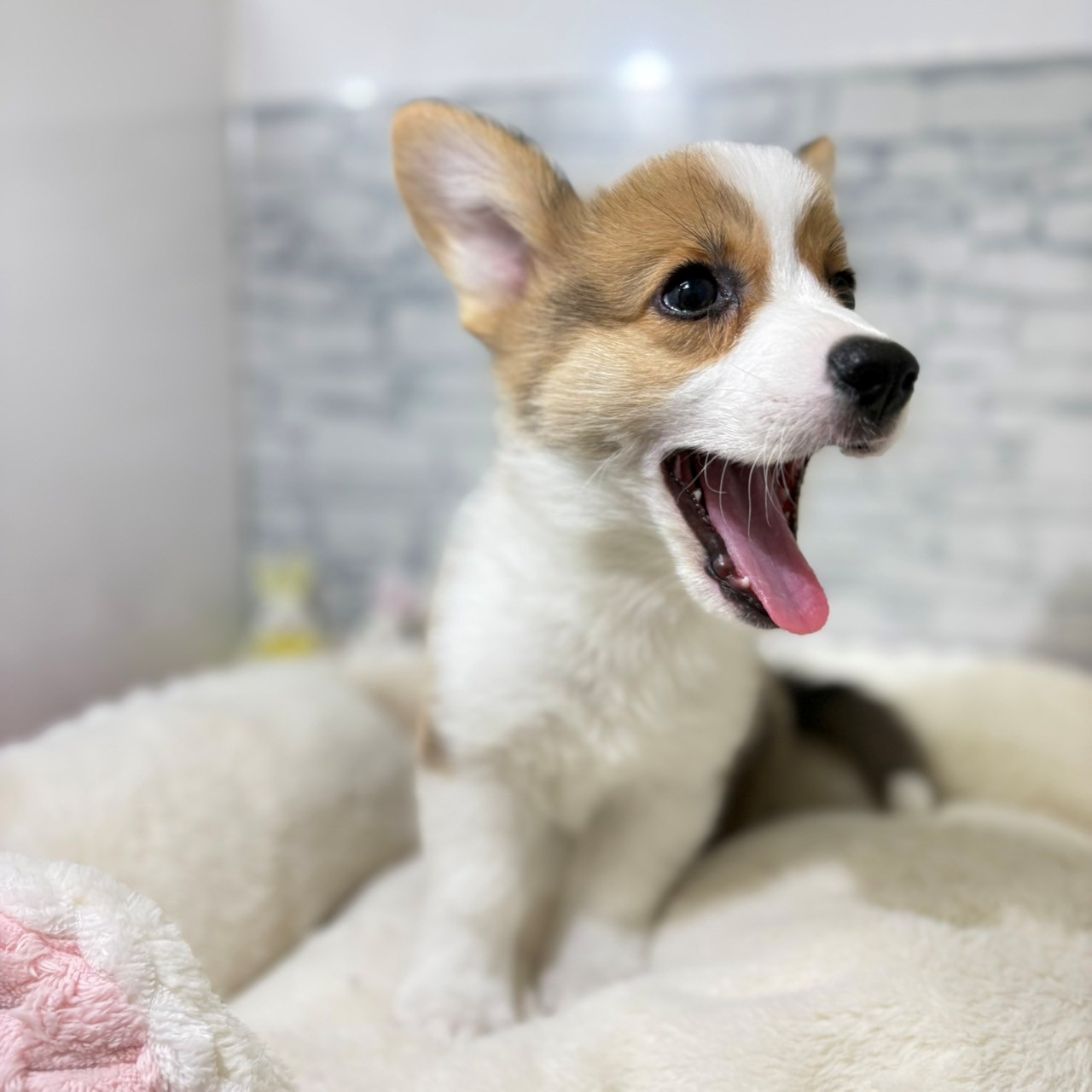 長野県のウェルシュコーギーペンブローク (犬の家＆猫の里長野店/2026年4月17日生まれ/男の子/レッドホワイト)の子犬の3枚目の画像