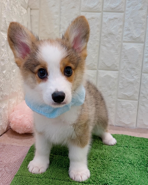 岡山県のウェルシュコーギーペンブローク (犬の家＆猫の里倉敷店/2026年4月17日生まれ/男の子/レッドホワイト)の子犬の3枚目の画像