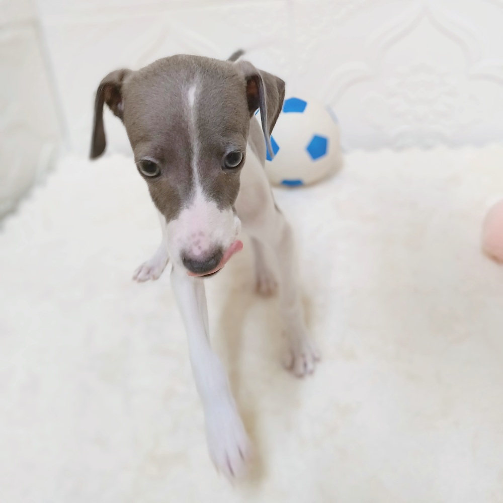 愛知県のイタリアングレーハウンド (犬の家＆猫の里岡崎店/2026年4月18日生まれ/男の子/ブルー、ホワイトマーキング)の子犬の3枚目の画像