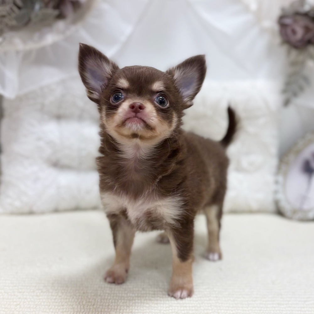 岐阜県のチワワ(ロング) (犬の家＆猫の里カラフルタウン岐阜店/2026年4月18日生まれ/男の子/チョコレートタン)の子犬の3枚目の画像