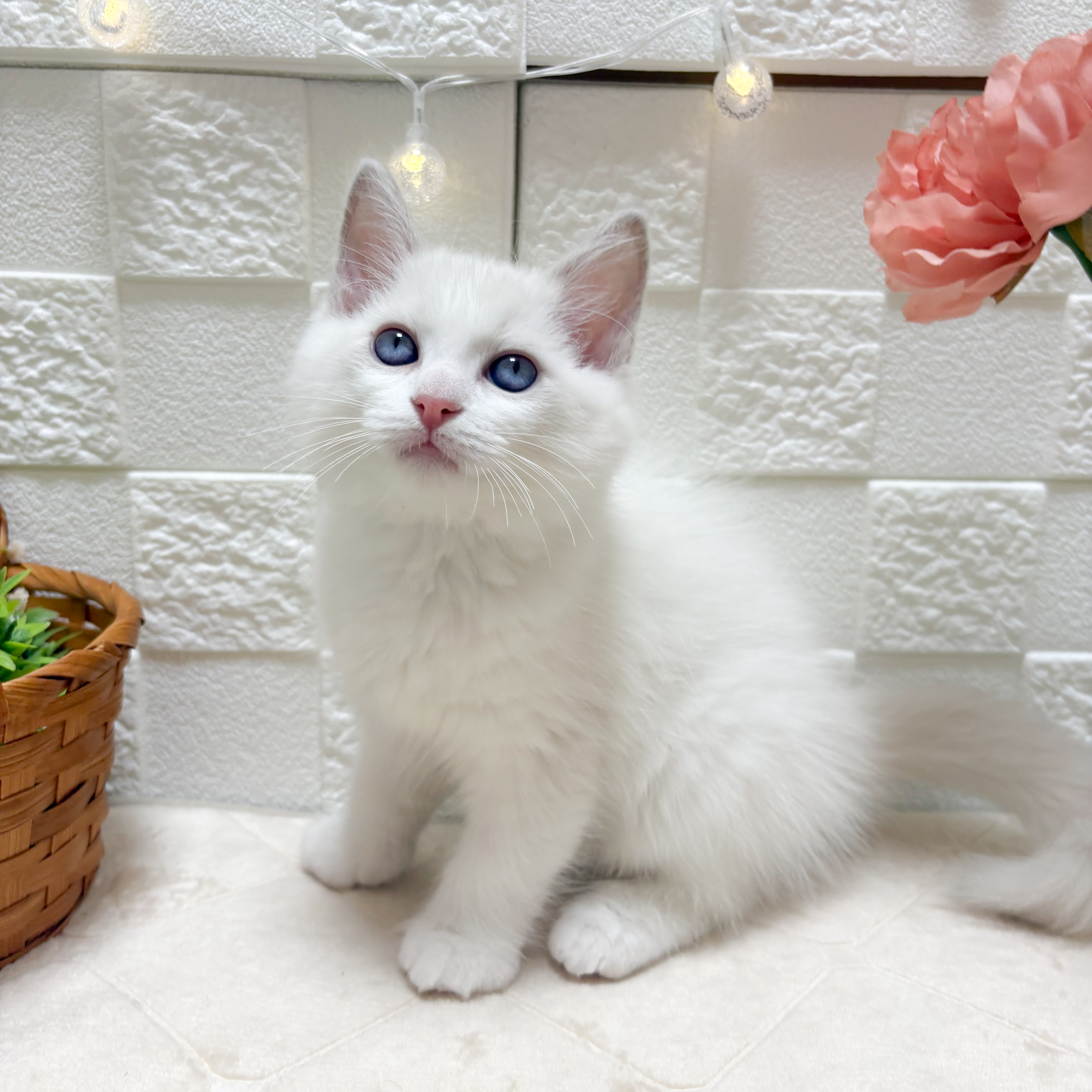 東京都のラグドール (犬の家＆猫の里ペットフォレスト小平店/2026年4月18日生まれ/男の子/ブルーポイントバイカラー)の子猫の1枚目の画像