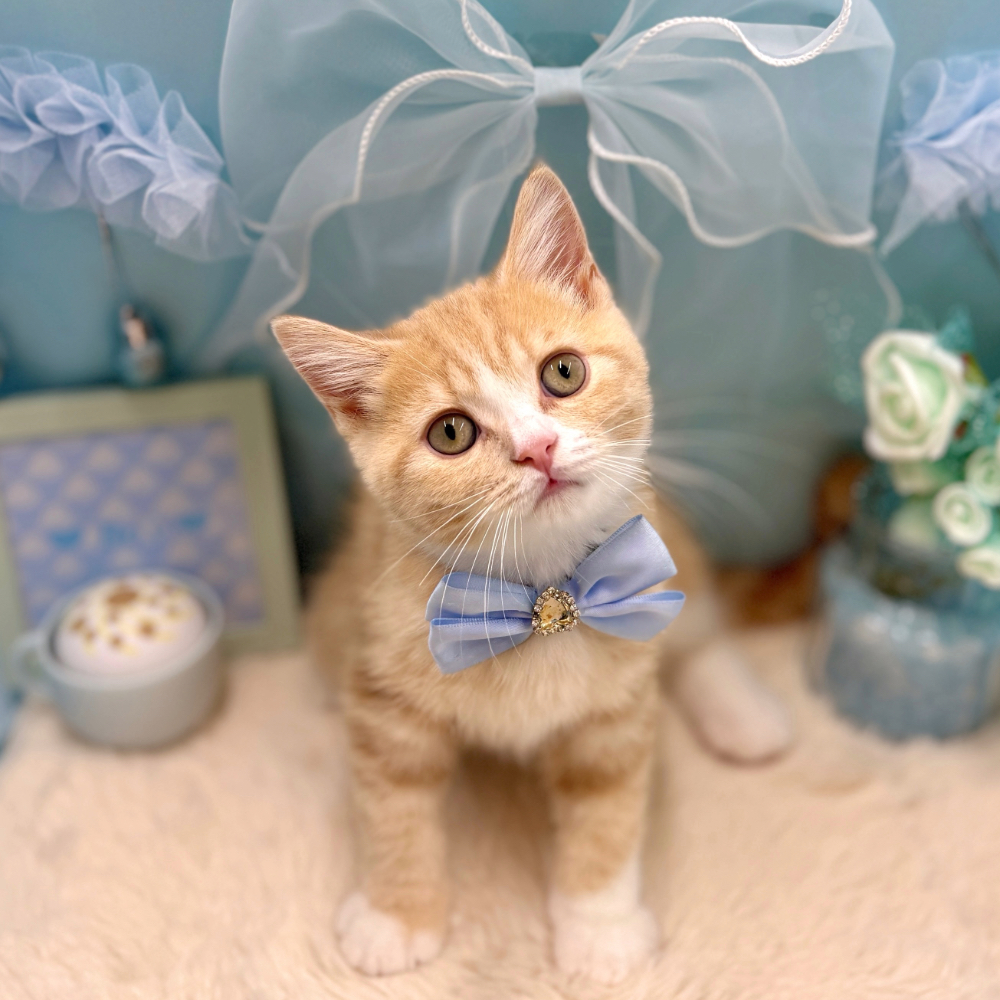 福井県のスコティッシュストレート (犬の家＆猫の里アミーゴ福井大和田店/2026年4月10日生まれ/男の子/クリームタビーホワイト)の子猫の3枚目の画像