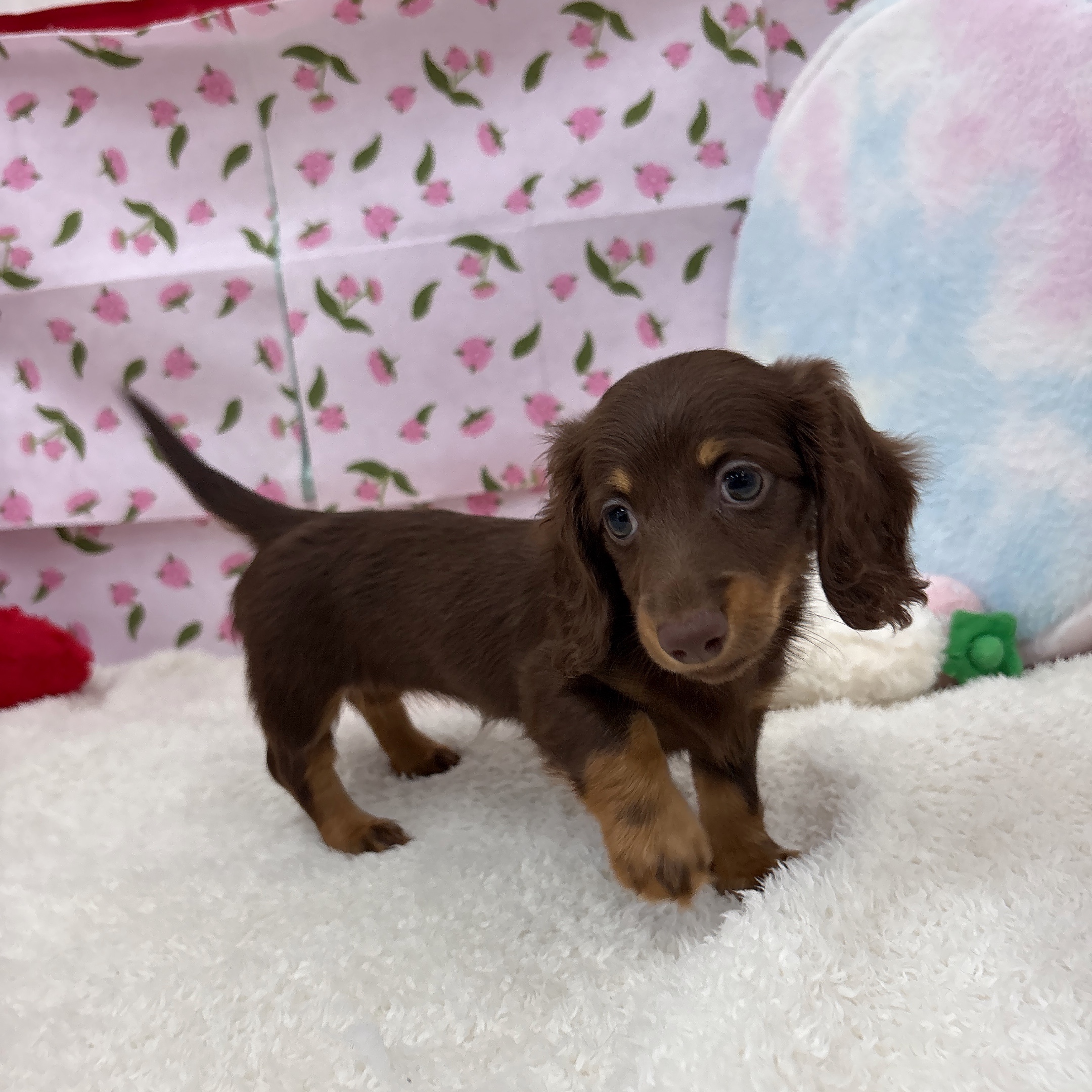 愛知県のミニチュアダックスフンド(ロング) (犬の家＆猫の里エアポートウォーク店/2026年4月17日生まれ/女の子/チョコレートタン)の子犬の3枚目の画像