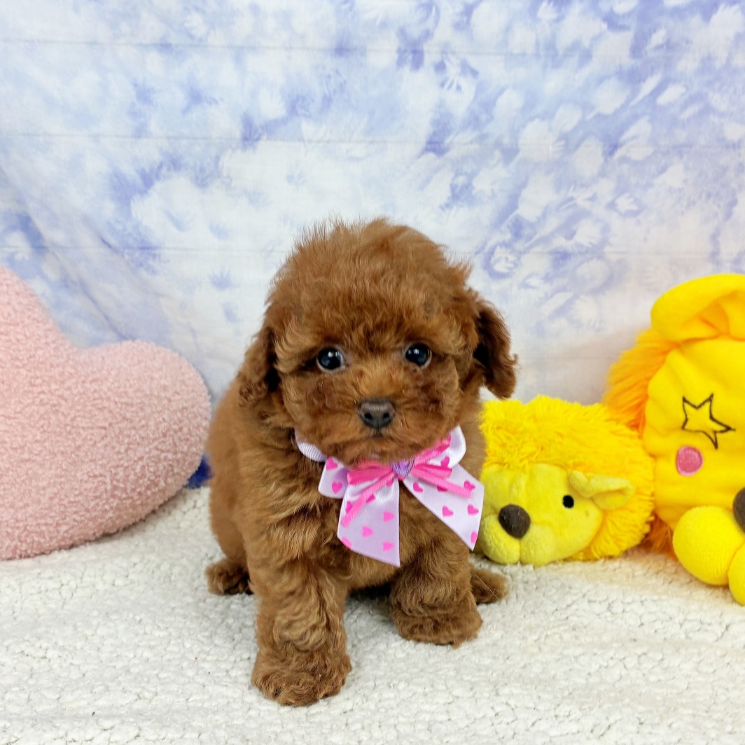 兵庫県のトイプードル(トイ) (犬の家＆猫の里川西店/2026年4月17日生まれ/女の子/レッドフォーン)の子犬の3枚目の画像