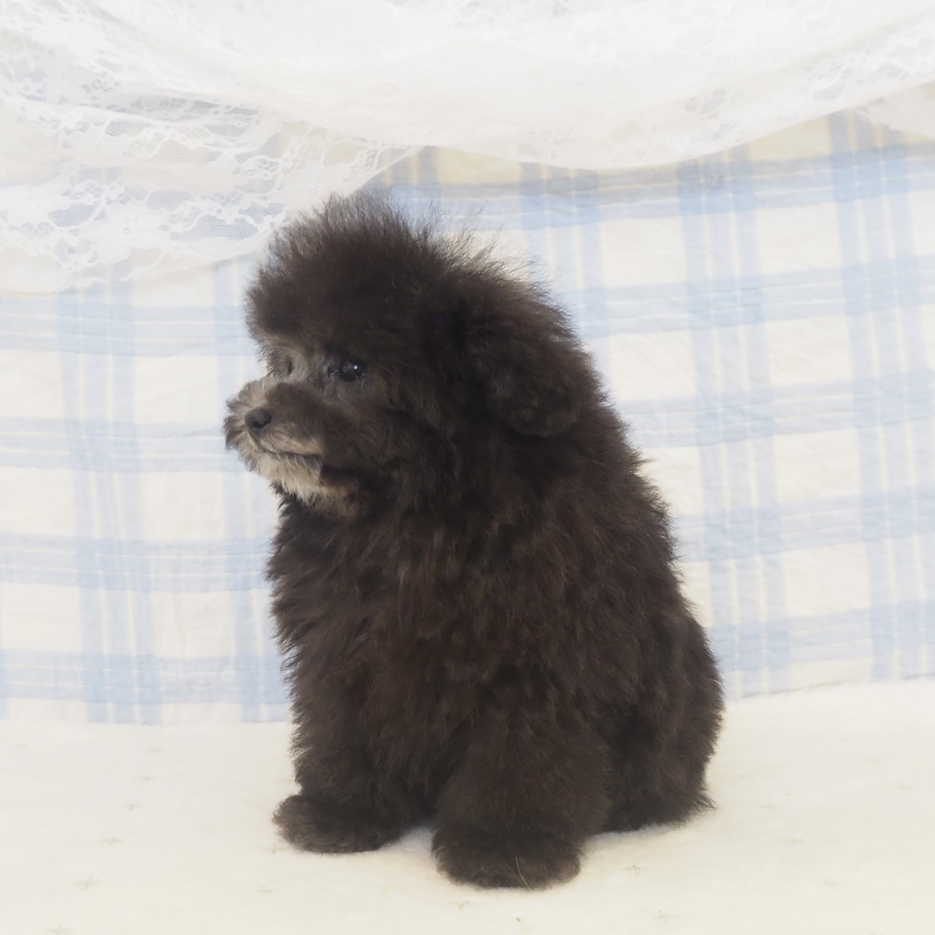 大阪府のトイプードル(ティーカップ) (犬の家＆猫の里もりのみやキューズモールBASE店/2026年4月15日生まれ/女の子/グレー)の子犬の3枚目の画像