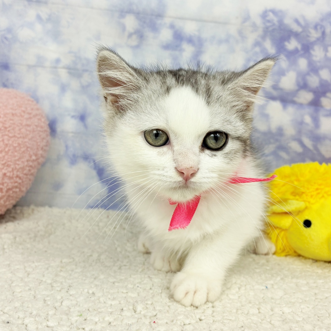 兵庫県のミヌエット (犬の家＆猫の里川西店/2026年4月5日生まれ/女の子/シルバータビーホワイト)の子猫の3枚目の画像