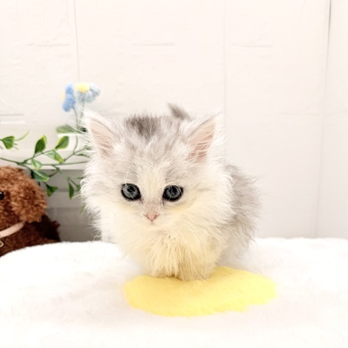 愛知県のミヌエット (犬の家＆猫の里豊川インター店/2026年4月5日生まれ/女の子/チンチラシルバー)の子猫の3枚目の画像