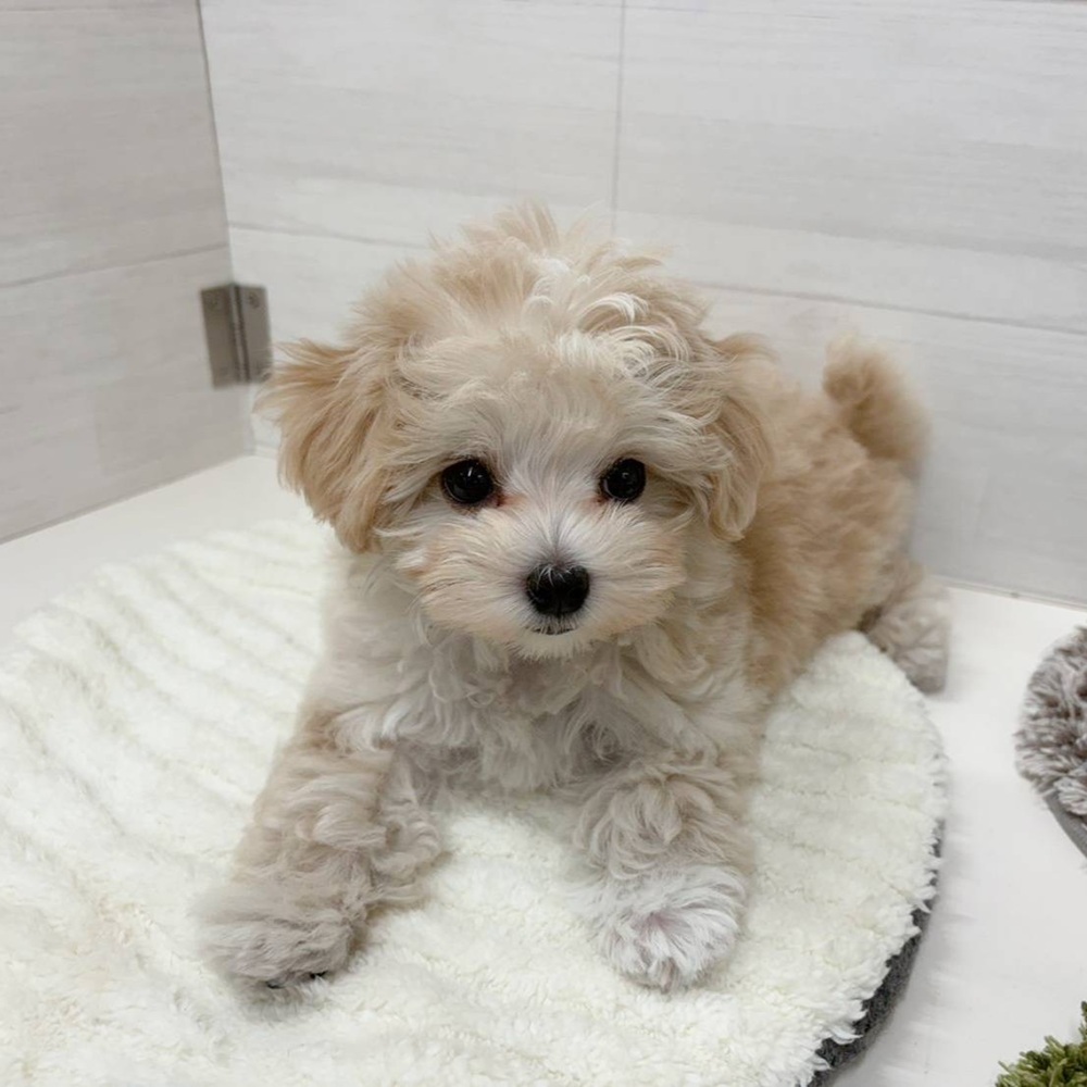 石川県のマルプー(マルチーズ×プードル) (犬の家＆猫の里アミーゴ金沢おこばた店/2026年4月13日生まれ/女の子/クリームホワイト)の子犬の3枚目の画像