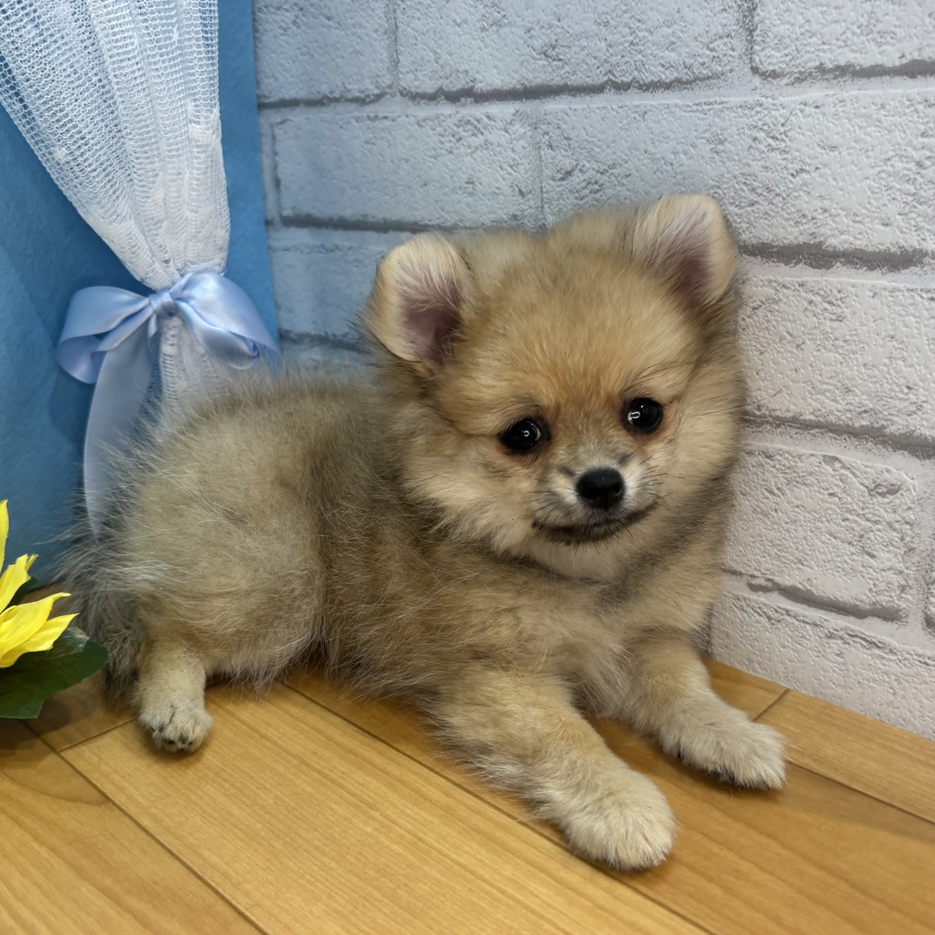長野県のポメチワ/チワポメ/ポメチー(ポメラニアン×チワワ) (犬の家＆猫の里カインズ梓川店/2026年4月15日生まれ/女の子/フォーン)の子犬の3枚目の画像