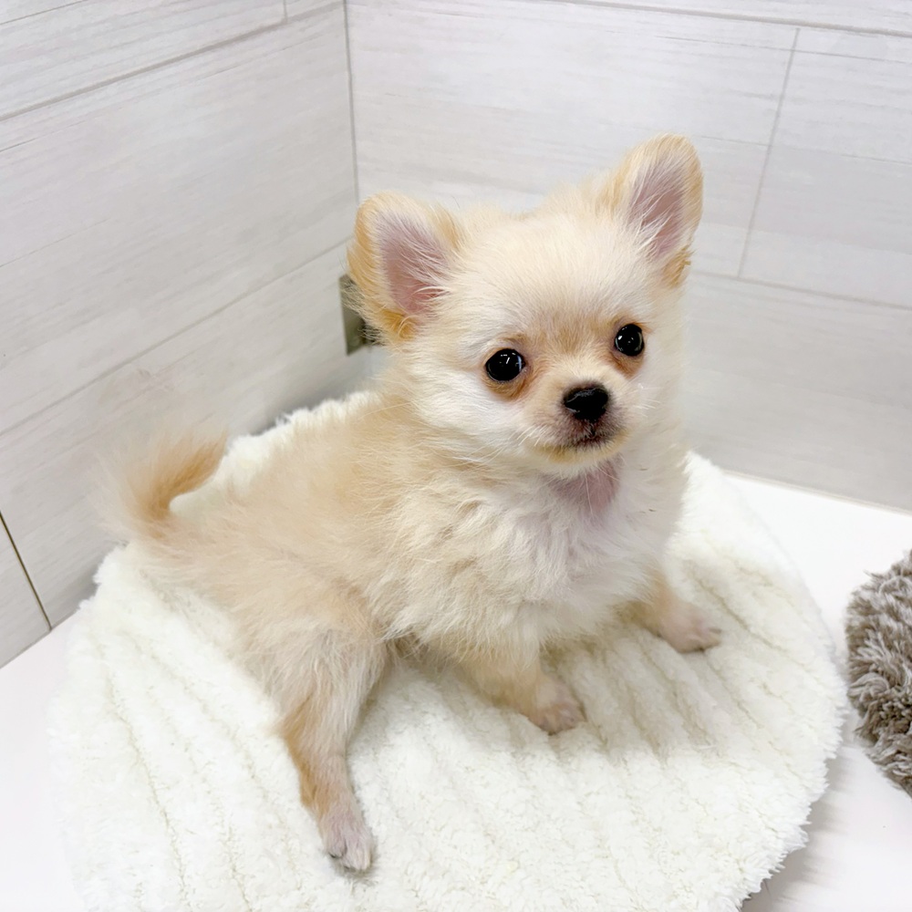 石川県のポメチワ/チワポメ/ポメチー(ポメラニアン×チワワ) (犬の家＆猫の里アミーゴ金沢おこばた店/2026年4月15日生まれ/男の子/クリーム)の子犬の3枚目の画像