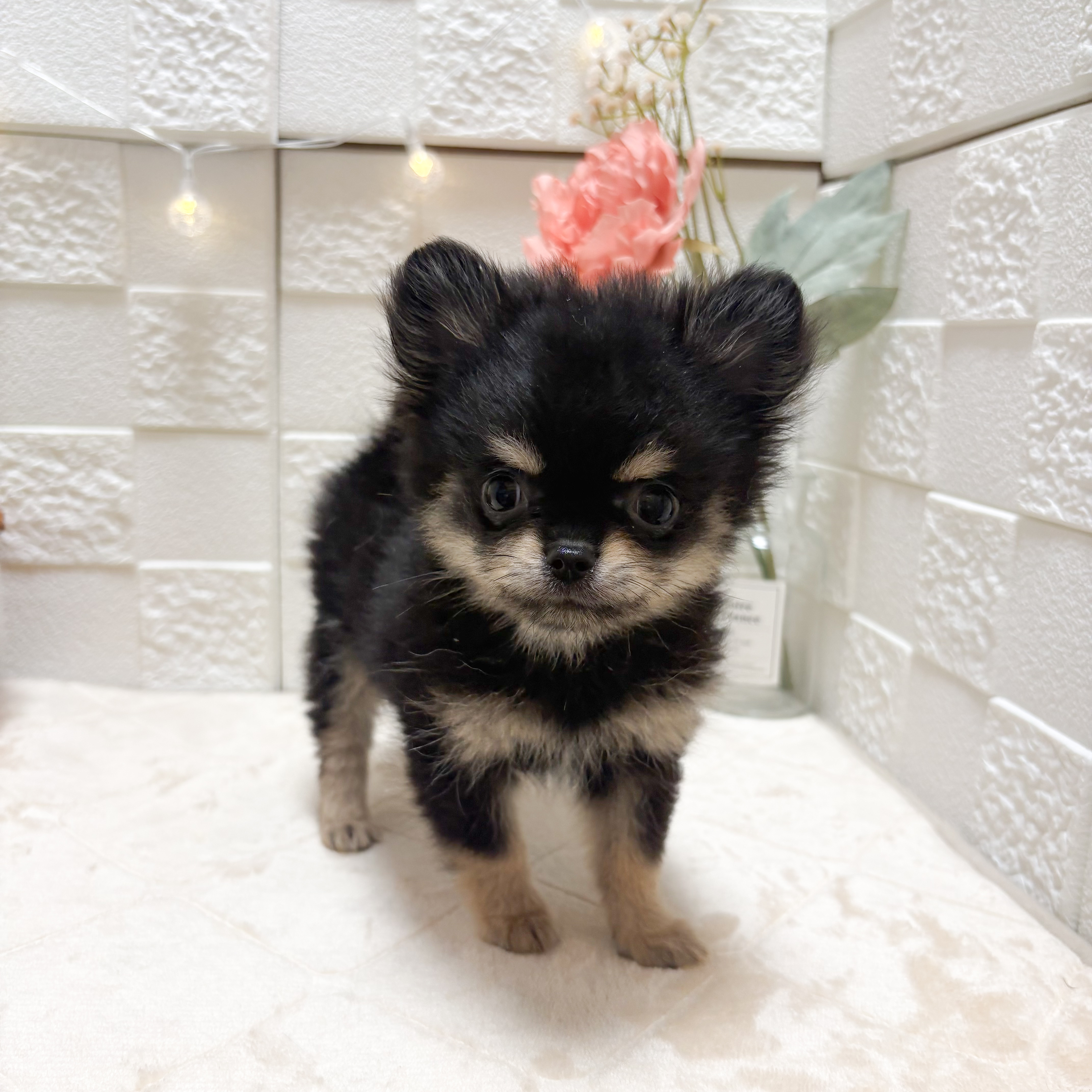東京都のポメチワ/チワポメ/ポメチー(ポメラニアン×チワワ) (犬の家＆猫の里ペットフォレスト小平店/2026年4月15日生まれ/男の子/ブラックタン)の子犬の1枚目の画像