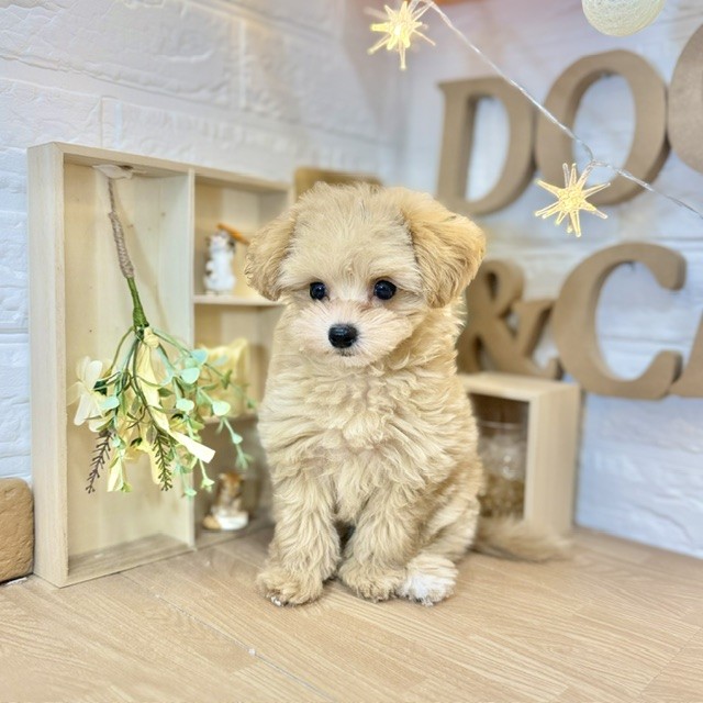 千葉県のマルプー(マルチーズ×プードル) (犬の家＆猫の里ワンズモール稲毛店/2026年4月17日生まれ/男の子/アプリコットホワイト)の子犬の1枚目の画像