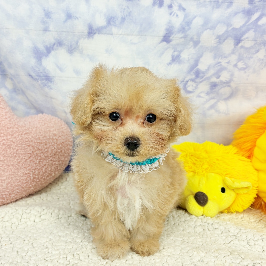 兵庫県のマルプー(マルチーズ×プードル) (犬の家＆猫の里川西店/2026年4月16日生まれ/男の子/アプリコット)の子犬の3枚目の画像