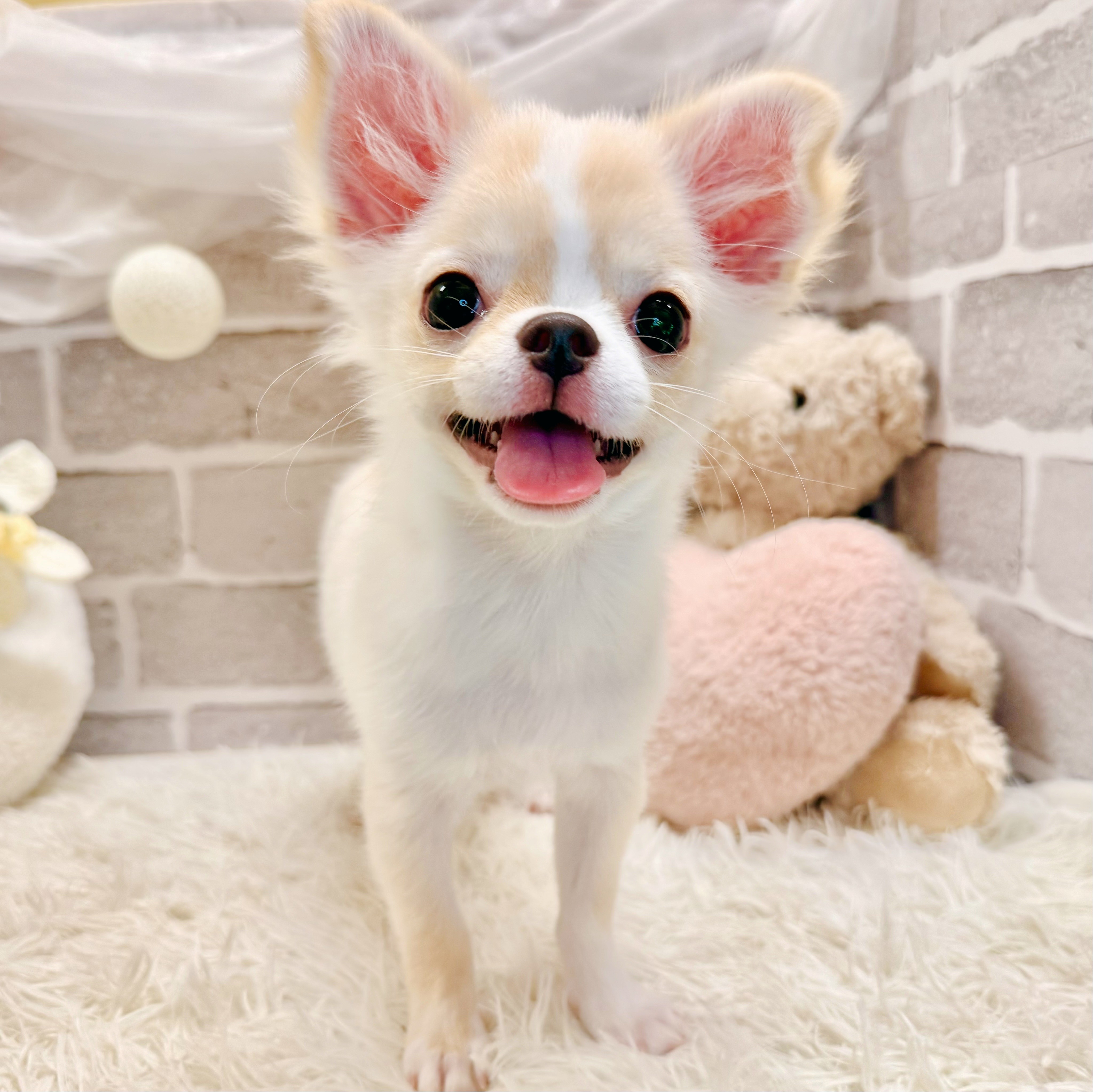 兵庫県のチワワ(ロング) (犬の家＆猫の里神戸店/2026年4月19日生まれ/男の子/クリームホワイト)の子犬の3枚目の画像
