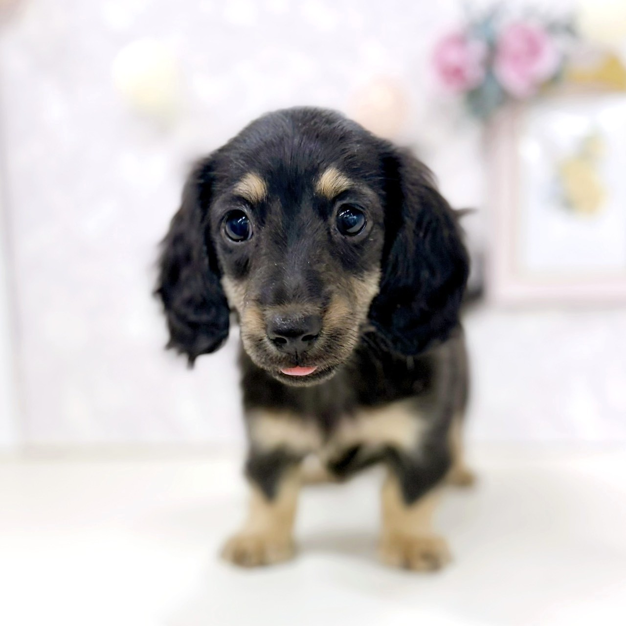 富山県のミニチュアダックスフンド(ロング) (犬の家＆猫の里アミーゴ高岡蓮花寺店/2026年4月18日生まれ/女の子/ブラッククリーム)の子犬の3枚目の画像