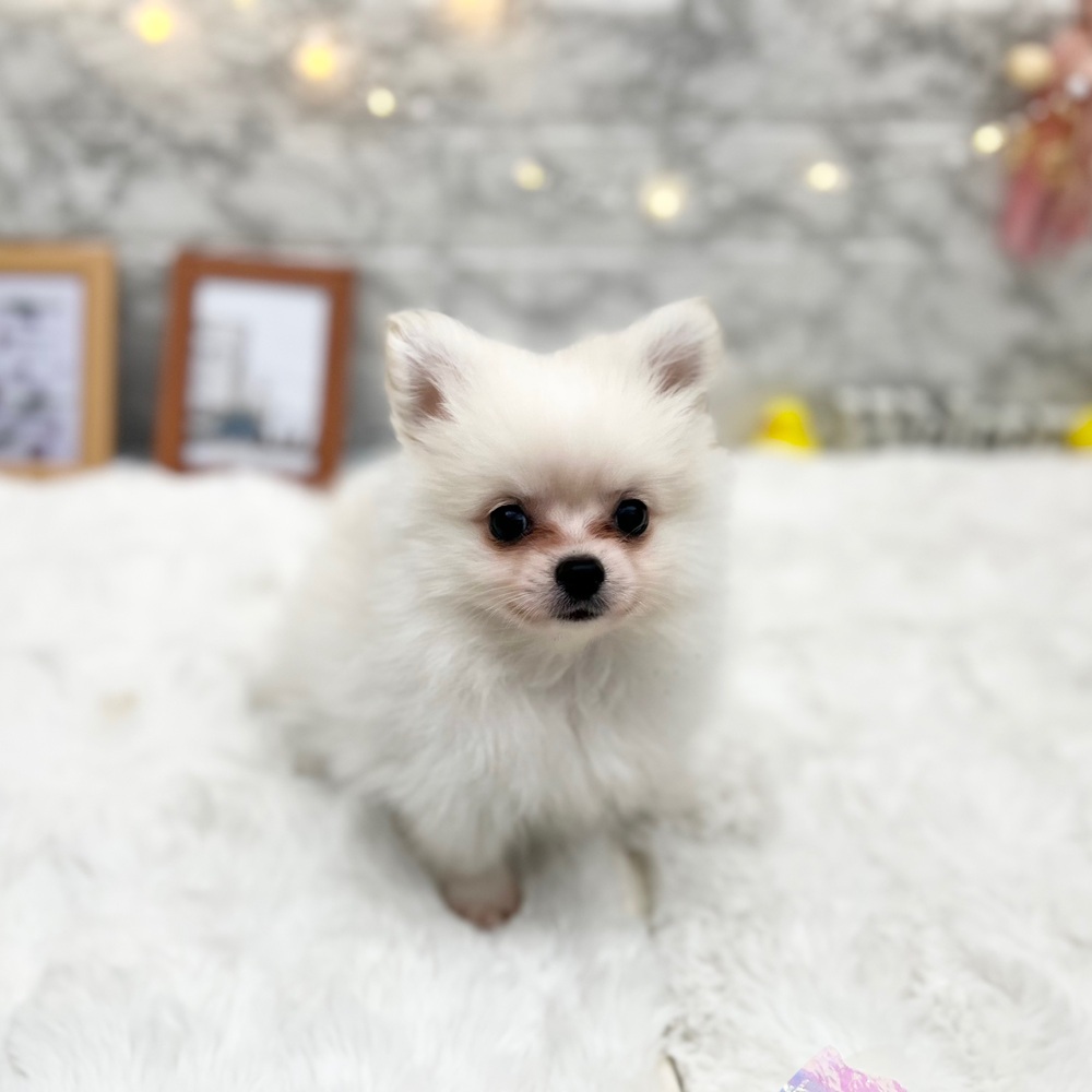 静岡県のポメチワ/チワポメ/ポメチー(ポメラニアン×チワワ) (犬の家＆猫の里MEGAドン・キホーテ袋井店/2026年4月19日生まれ/男の子/クリームホワイト)の子犬の3枚目の画像