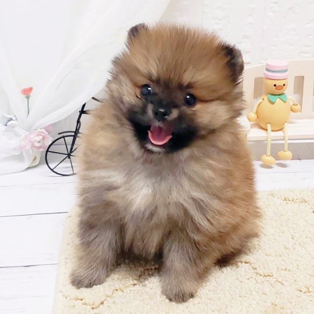 岡山県のポメラニアン (犬の家＆猫の里岡山店/2026年4月19日生まれ/男の子/オレンジ)の子犬の3枚目の画像
