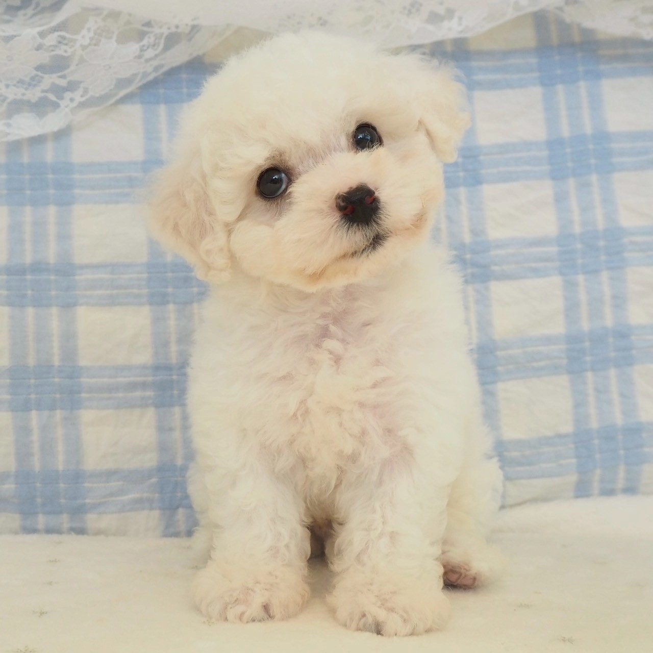 大阪府のビションフリーゼ (犬の家＆猫の里もりのみやキューズモールBASE店/2026年4月18日生まれ/男の子/ホワイト)の子犬の3枚目の画像