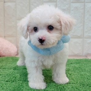 岡山県のビションフリーゼ (犬の家＆猫の里倉敷店/2026年4月18日生まれ/男の子/ホワイト)の子犬の3枚目の画像