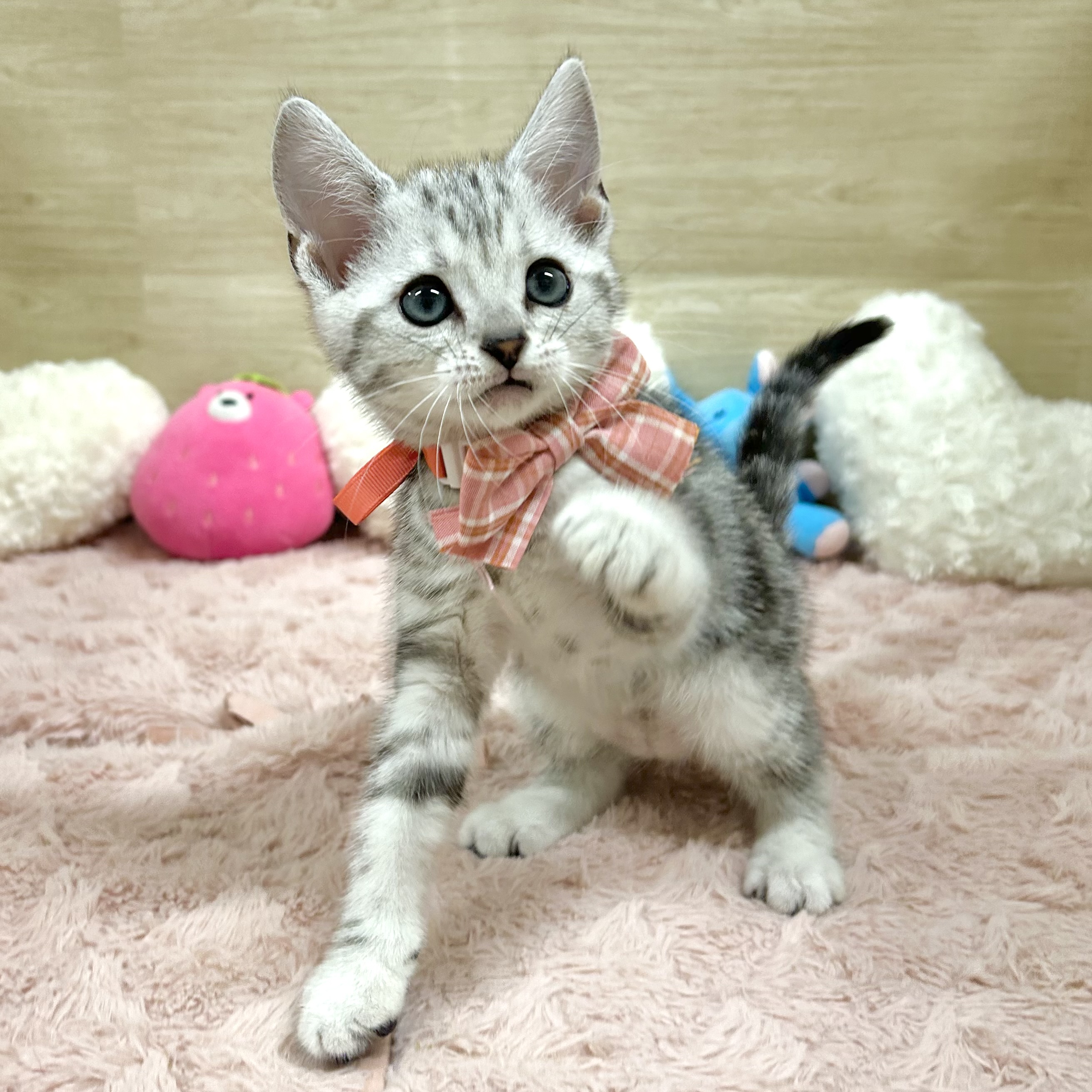 大阪府のアメリカンショートヘアー (犬の家＆猫の里そよら東岸和田店/2026年4月11日生まれ/女の子/シルバータビー)の子猫の3枚目の画像