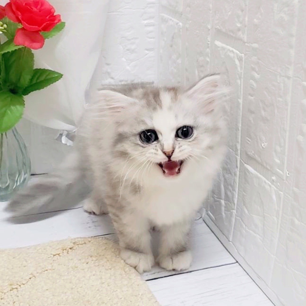 岡山県のミヌエット (犬の家＆猫の里岡山店/2026年4月18日生まれ/女の子/シルバーパッチドタビーホワイト)の子猫の3枚目の画像
