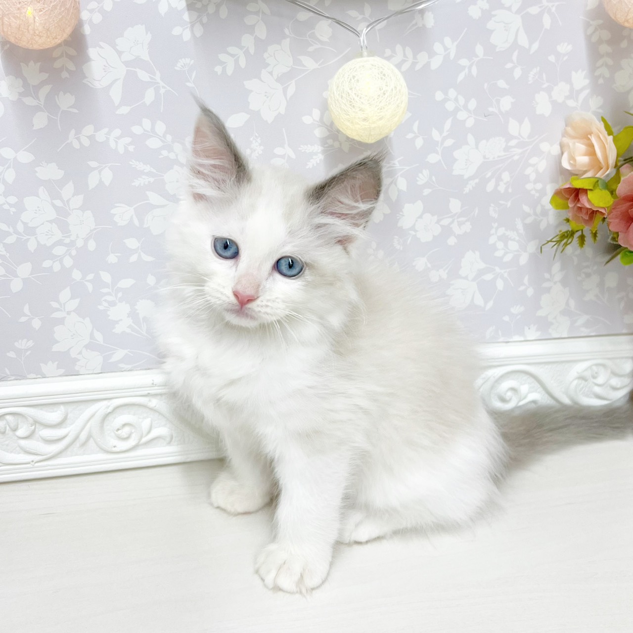 富山県のラグドール (犬の家＆猫の里アミーゴ山室店/2026年4月17日生まれ/女の子/シールポイントバイカラー)の子猫の3枚目の画像