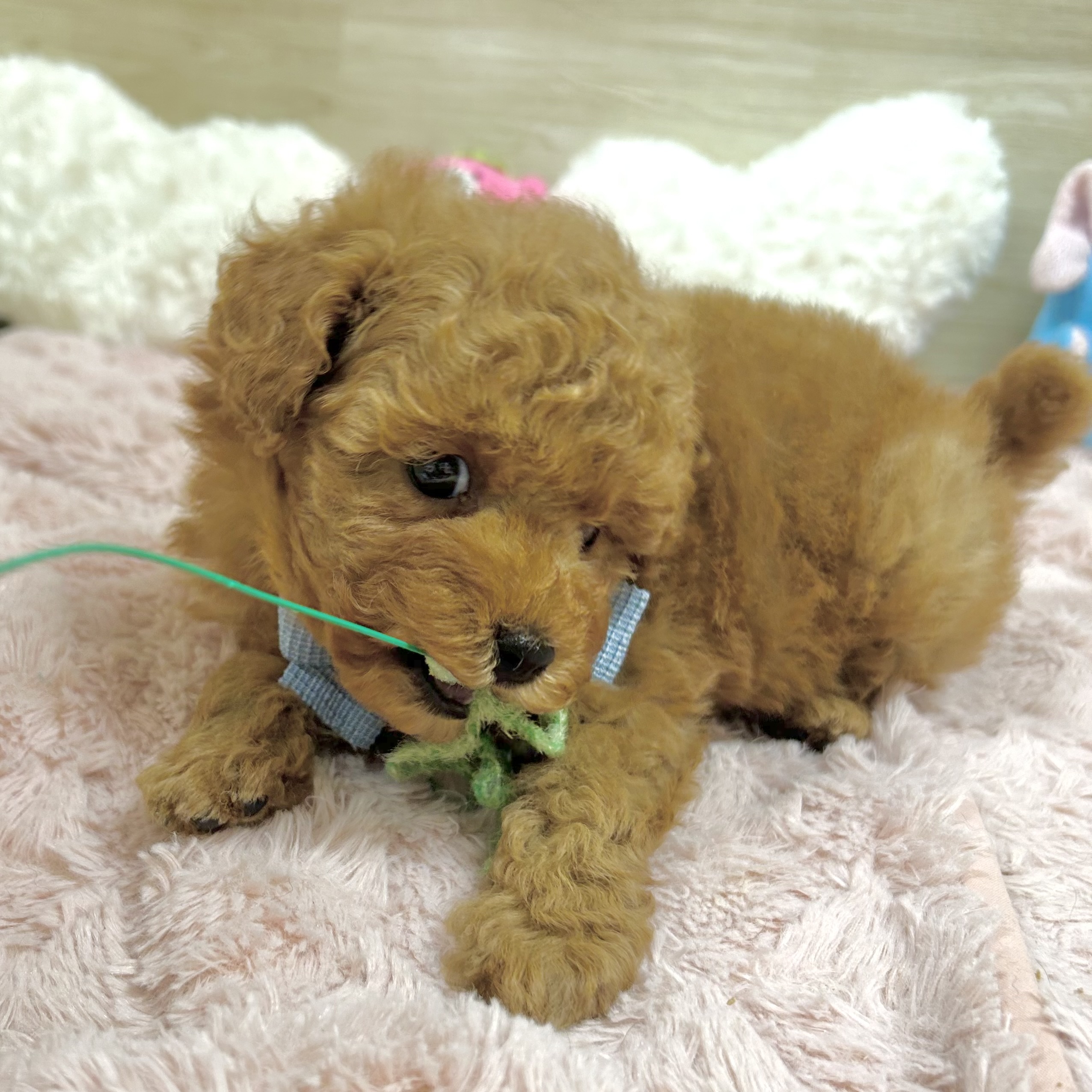 大阪府のトイプードル(トイ) (犬の家＆猫の里そよら東岸和田店/2026年4月18日生まれ/男の子/レッドフォーン)の子犬の3枚目の画像