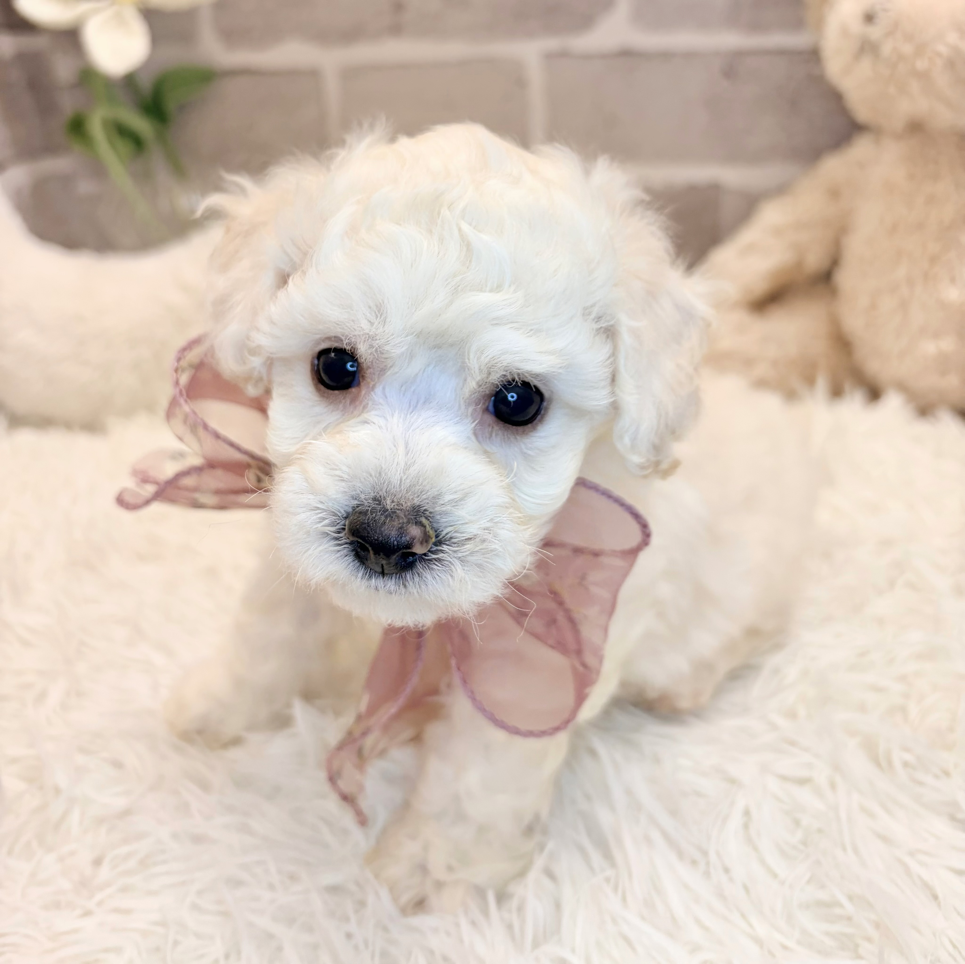 兵庫県のビションプー(ビションフリーゼ×プードル) (犬の家＆猫の里神戸店/2026年4月19日生まれ/女の子/ホワイト)の子犬の3枚目の画像