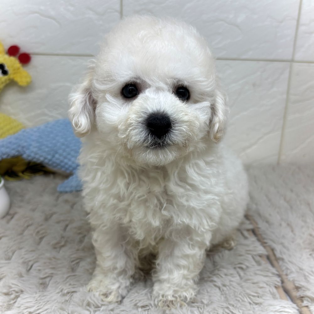 兵庫県のビションプー(ビションフリーゼ×プードル) (犬の家＆猫の里ゆめタウン姫路店/2026年4月19日生まれ/男の子/ホワイト)の子犬の1枚目の画像