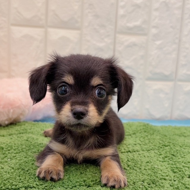 岡山県のチワックス(チワワ×ダックス) (犬の家＆猫の里倉敷店/2026年4月19日生まれ/男の子/ブラックタン)の子犬の3枚目の画像
