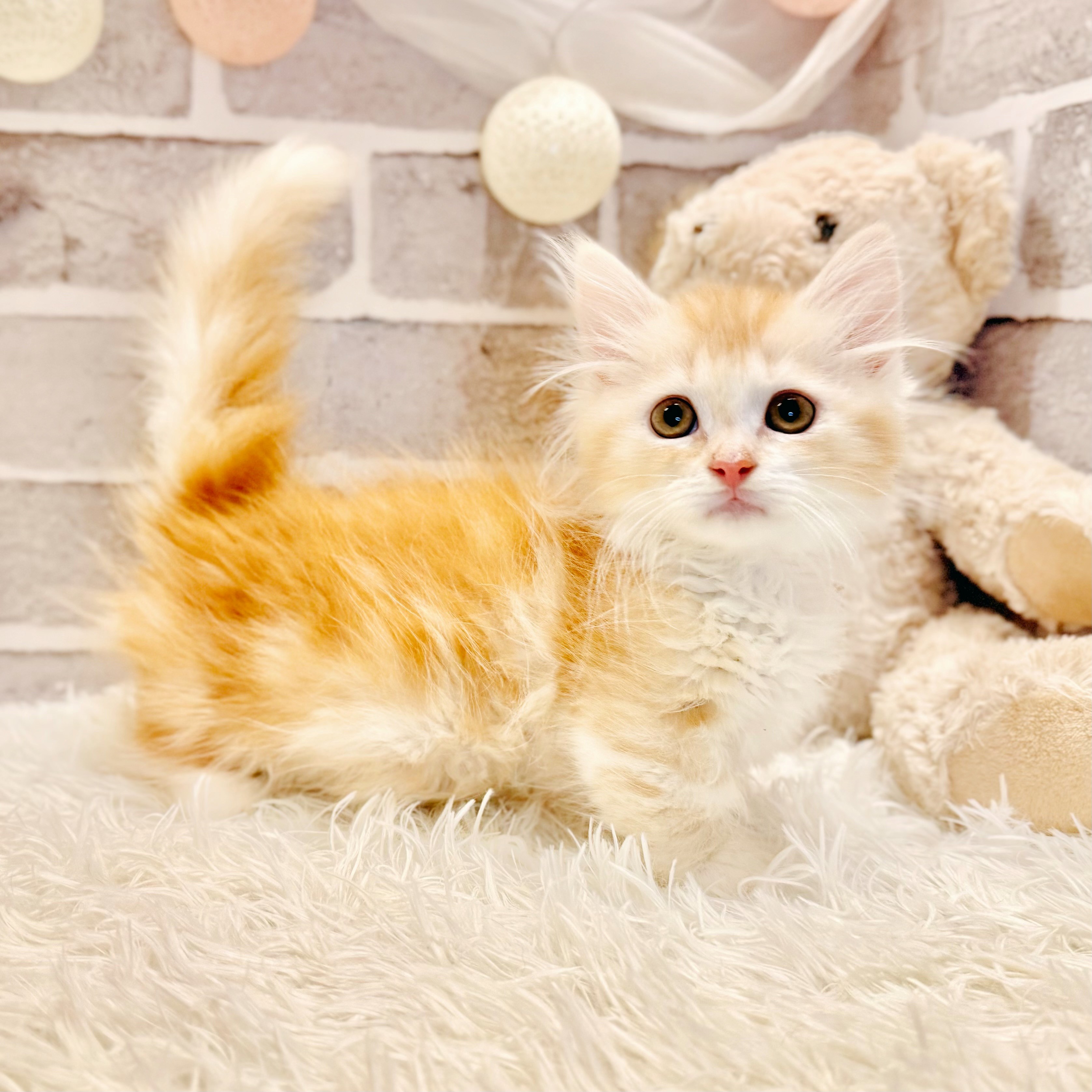 兵庫県のマンチカン (犬の家＆猫の里神戸店/2026年4月17日生まれ/男の子/レッドタビーホワイト)の子猫の3枚目の画像
